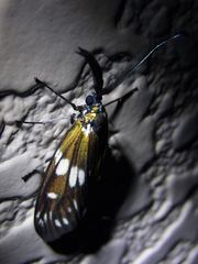 Eterusia aedea sugitanii