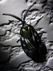 Eterusia aedea sugitanii