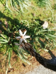 Asphodelus ramosus
