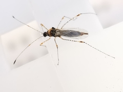 Gampsocoris punctipes