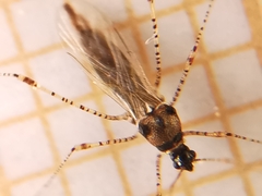 Gampsocoris punctipes