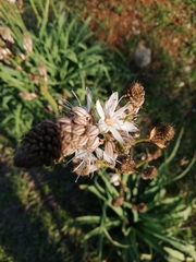 Asphodelus ramosus