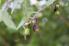 Passiflora suberosa litoralis