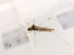 Gampsocoris punctipes
