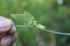 Passiflora suberosa litoralis