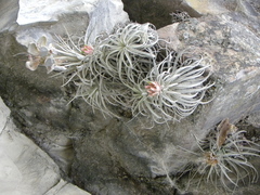 Tillandsia mauryana