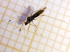Gampsocoris punctipes