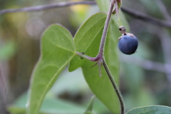 Passiflora suberosa litoralis
