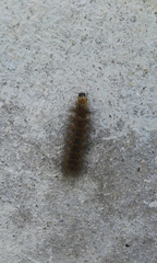 Lepidoptera