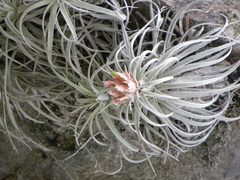 Tillandsia mauryana