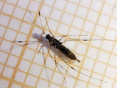 Gampsocoris punctipes
