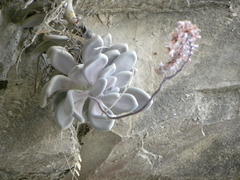 Pachyphytum bracteosum