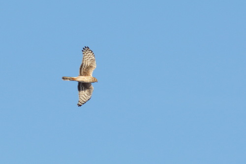 Aguilucho pálido (Circus cyaneus)