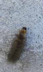 Lepidoptera