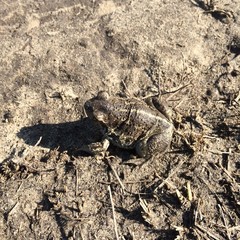 Pelobates vespertinus