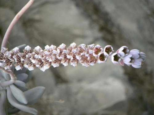 Pachyphytum bracteosum Klotzsch 3