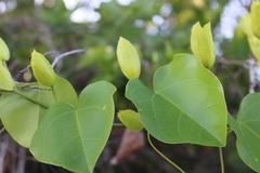 Passiflora mucronata