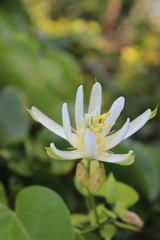 Passiflora mucronata