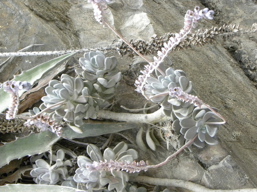 Pachyphytum bracteosum Klotzsch 2