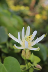 Passiflora mucronata