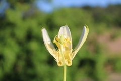 Passiflora mucronata
