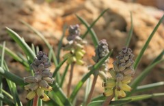 Muscari macrocarpum
