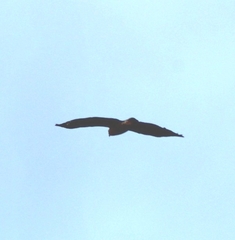 Buteo brachyurus