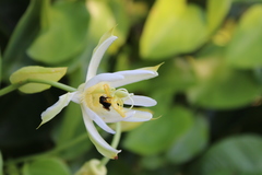 Passiflora mucronata