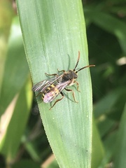 Nomada