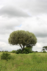 Euphorbia candelabrum