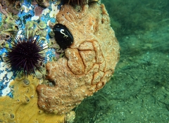 Aplidium nordmanni