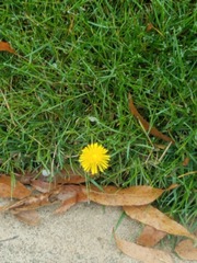 Angiospermae
