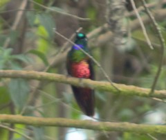 Coeligena helianthea