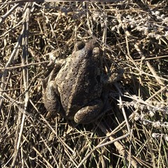 Pelobates vespertinus