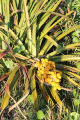 Bromelia antiacantha