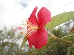Hibiscus longifilus