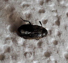 Coleoptera