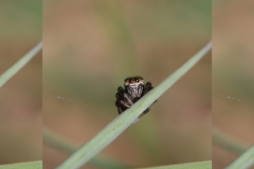 Evarcha arcuata photo 2