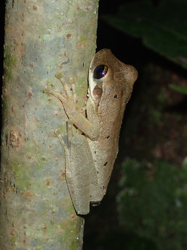 Osteocephalus planiceps