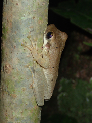 Osteocephalus planiceps