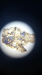 Melanohalea septentrionalis