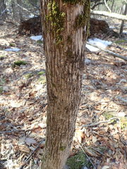 Ostrya virginiana image