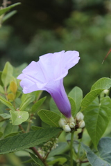 Ipomoea