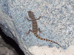 Mediodactylus heterocercus