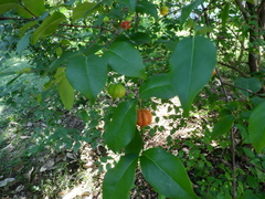 Eugenia uniflora