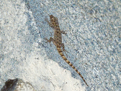 Mediodactylus heterocercus