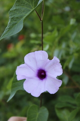 Ipomoea