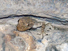 Mediodactylus heterocercus