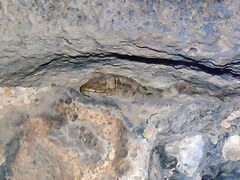 Mediodactylus heterocercus