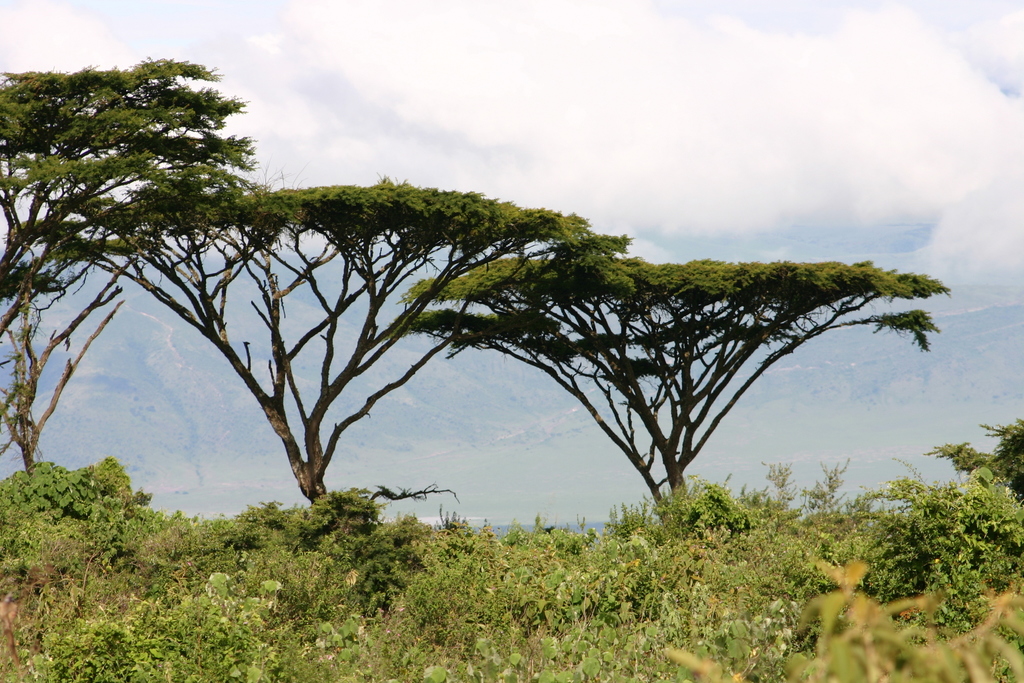 Flat top acacia